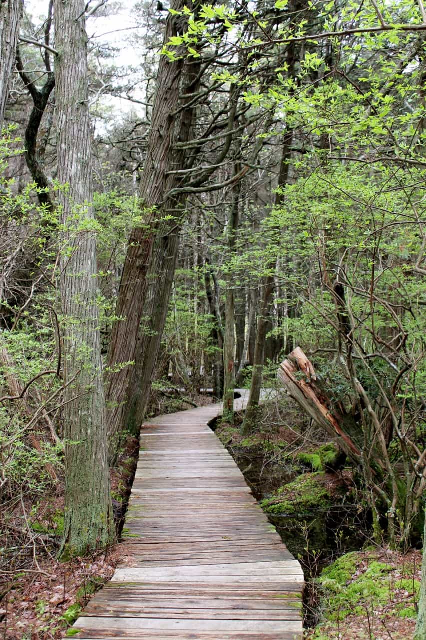 Cape Cod Hiking Trails - Ship's Knees Inn Orleans, Ma